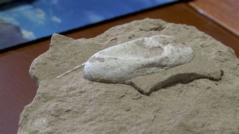 Des Oeufs De Ptérosaure Fossilisés Contiennent Des Embryons Parfaitement Conservés À L'Intérieur