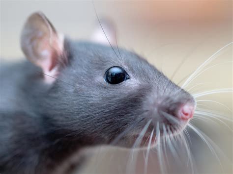 Des Rats Empathiques S'Entraident
