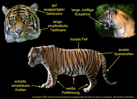 Die Rolle der Tiger im Ökosystem