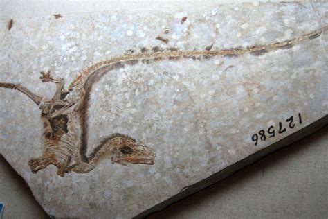Dinozauru Saraušanās: Fosilijas Atklāj “Kabatas Sauropods” Attīstību