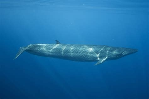 Dna-Tests Enthüllen Geheimnisse Geheimnisvoller Brydes-Wale