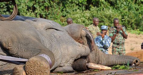 Dna-Tests Van Illegaal Verhandeld Ivoor Kunnen Olifanten Redden