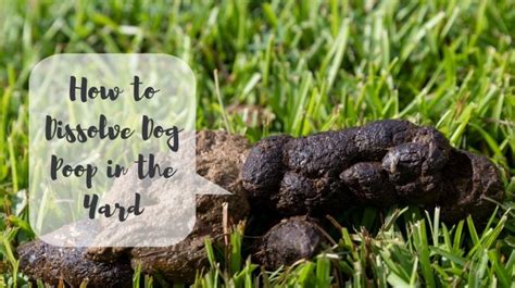 Dog excrement in the garden - what to do? How to prevent annoying dog piles