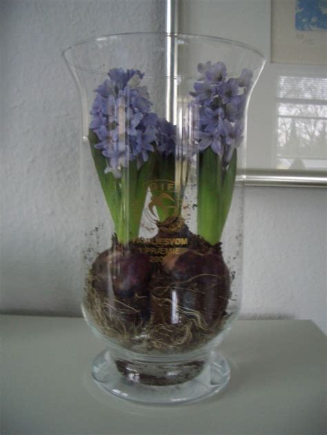 Drift hyacinter i et glass vann