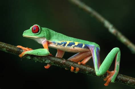 Dyr som er funnet i en tropisk regnskog