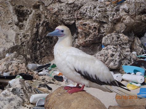 El Plástico En Los Estómagos De Las Aves Revela El Problema De La Basura En El Océano