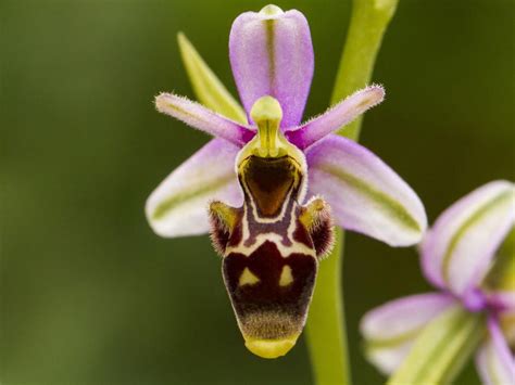 Erdorchideen: Den vakreste innfødte arten