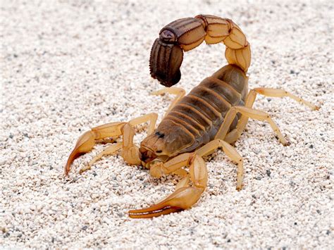 Escorpiões no Alabama