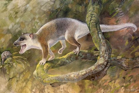 Eski Marsupial Relative Ağaç Tırmanışı Oddball Oldu
