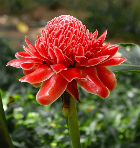 Exotic flowers and plants
