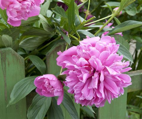 Fem skäl till varför din rhododendron inte blommar