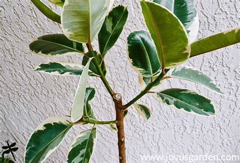 Ficus elastica - giống, vị trí và mẹo chăm sóc