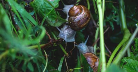 Fighting snails - these natural enemies eat them