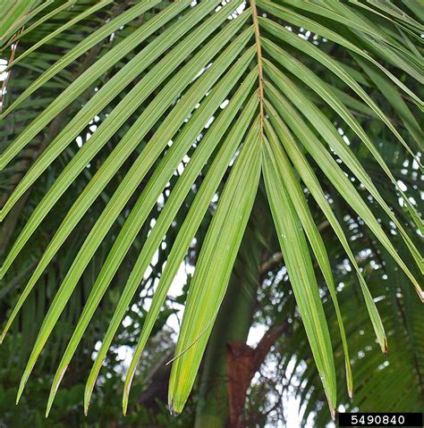 Fire Palm, Archontophoenix alexandrae - Panduan Keperawatan