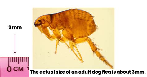 Flea-Sized Creatures Zijn De Bekendste Springers