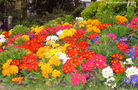 Flores anuales y bulbos de verano