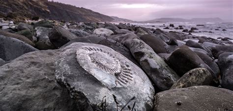 Fosilul „Out Of Time” Dezvăluie Diversitatea Oceanică Antică