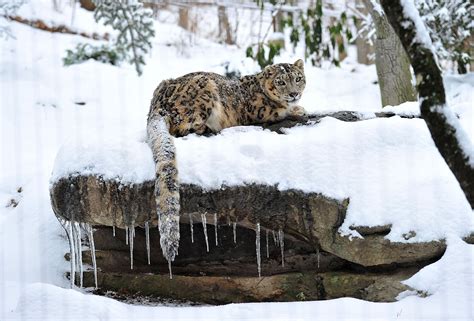 Fotos: Elusive Snow Leopards Trives I Overraskende Stedet