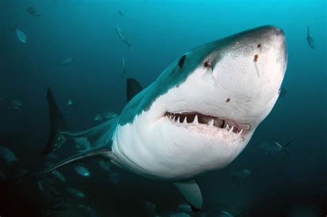 Fotoğraflarda: Büyük Beyaz Köpekbalığı Saldırısı