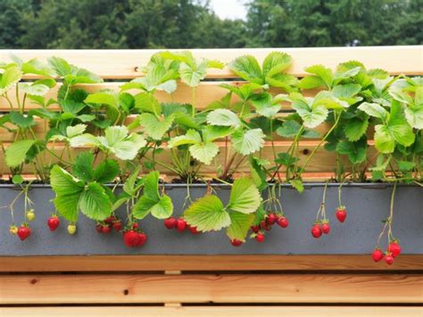 Fraises sur le balcon - soin des fraises