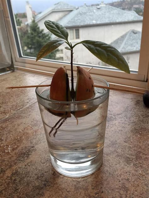 From the core to the avocado plant