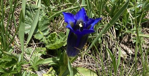 Gentiane bleue - Entretien de la fleur, informations sur la floraison et l'hivernage