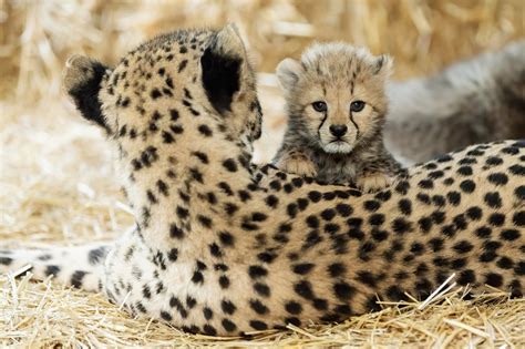 Gepard Cubs Überleben Schwierige Geburt