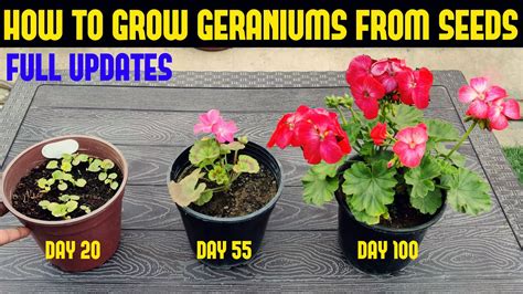 Geranium cultivation - seeds, seeds and plants