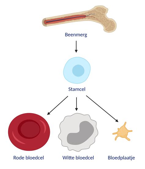 Geslachtsverschillen Gevonden In Stamcellen