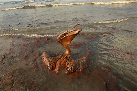 Goo-Päällystetty Koralli Syytti Bp Oil Spillistä