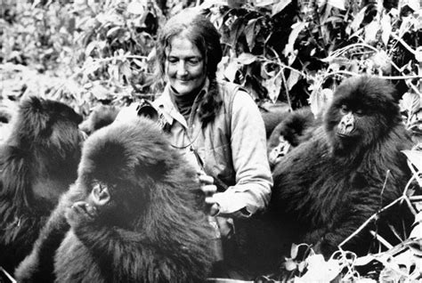 Google Doodle Honore L'Expert Des Gorilles, Dian Fossey