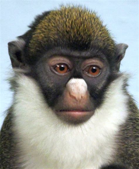 Gorgeous Faces Houd Guenon Monkeys From Sleeping Around
