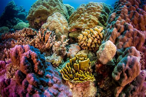 Great Barrier Reef Coral Ağartma 'Tarihinde En Kötü'