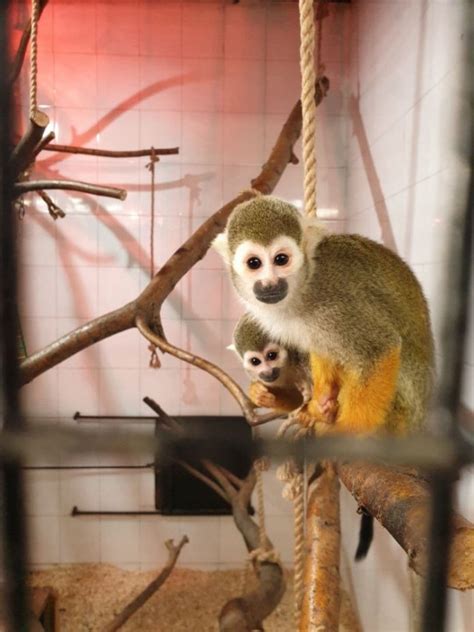 Grădina Zoologică Din Atlanta Trece Peste 2 Primate Gravide