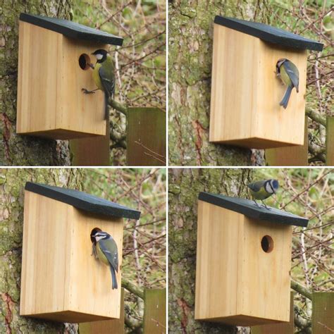 Hang up nesting boxes: Cardinal direction for tits, star box & co