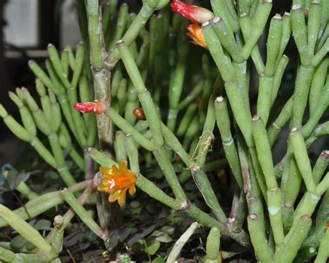 Hatiora salicornioides, Clubbane Cactus - Chăm sóc Mẹo