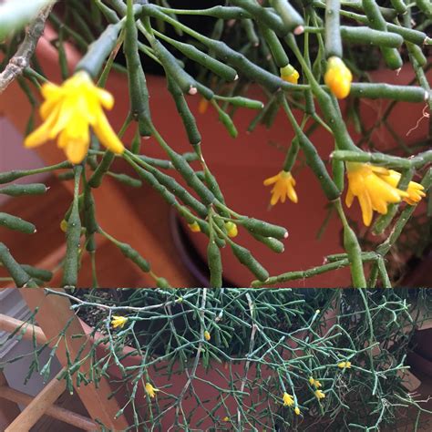 Hatiora salicornioides, Clubbane Cactus - Verzorgingstips