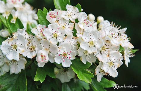 Hawthorn - cây bụi hoa ấn tượng với đặc tính làm thuốc