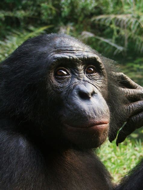 Hippie Chimps: New Clue May Spiega Bonobo Peacefulness
