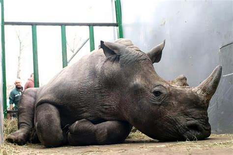 Hunt Club Veilingen Opportunity To Kill Endangered Rhino (Op-Ed)