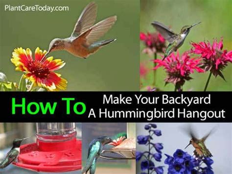 Hvordan lage et Hummingbird Nest