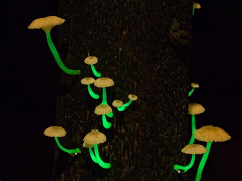 Im Dunkeln Leuchtende Pilze Entdeckt