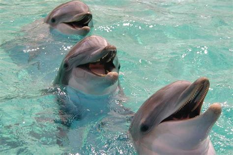 Imetlusväärne! Dolphin Healing Powers Võib Aidata Inimestel