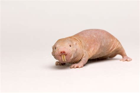 Immun Mod Kræft: Naked Mole Rats Reveal Deres Hemmelighed