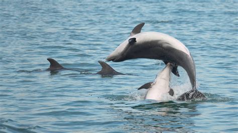In che modo l'inquinamento colpisce i delfini?