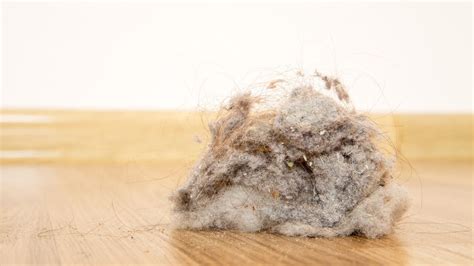 Is House Dust Mostly Dead Skin?