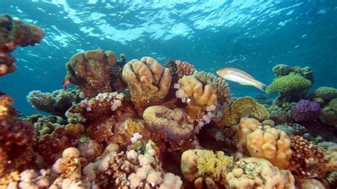 Iyi Ve Kötü Dengeleme: Mercan Resifleri Için Haberler