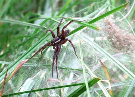 Jeepers, Peepers: Miksi Hämähäkillä On Niin Paljon Silmiä