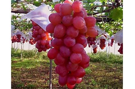 Jenis-jenis anggur Syrah: Wain Selatan
