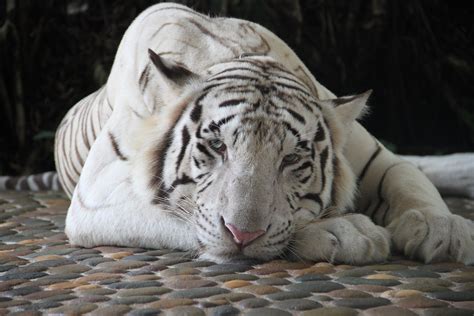 Kako Je Bijeli Tigar Dobio Kaput